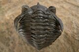 Pseudocryphaeus (Cryphina) Trilobite - Lghaft, Morocco #312365-3